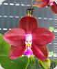Phal. Lds Bear King RK4